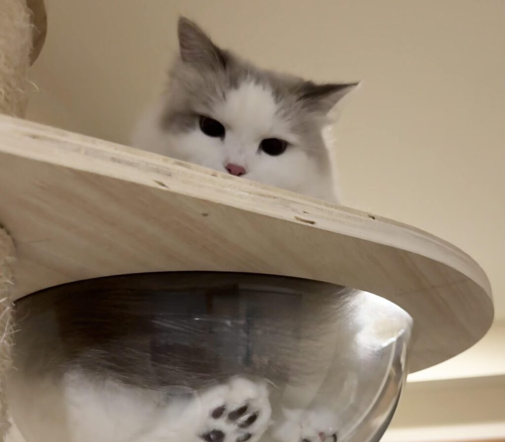 宇宙船のサイベリアン