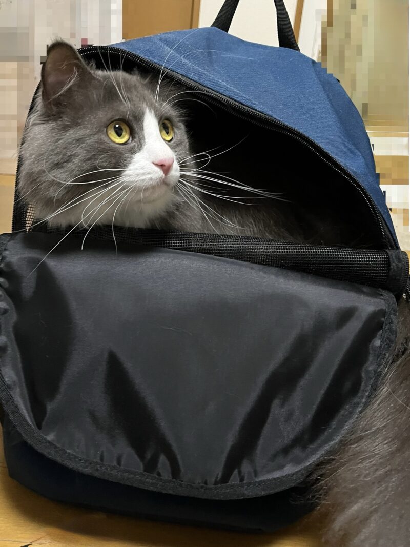 キャリーに入って動物病院へ向かう