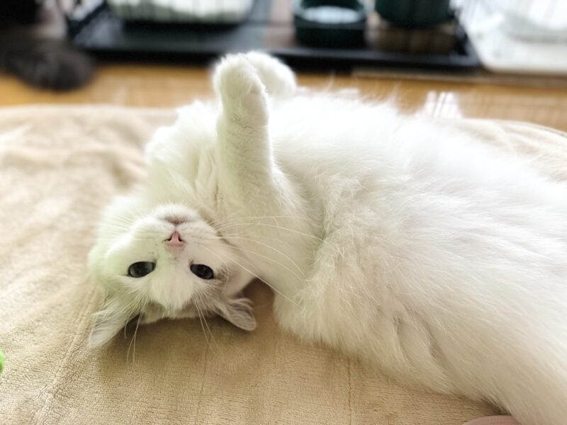 ヘソ天している猫