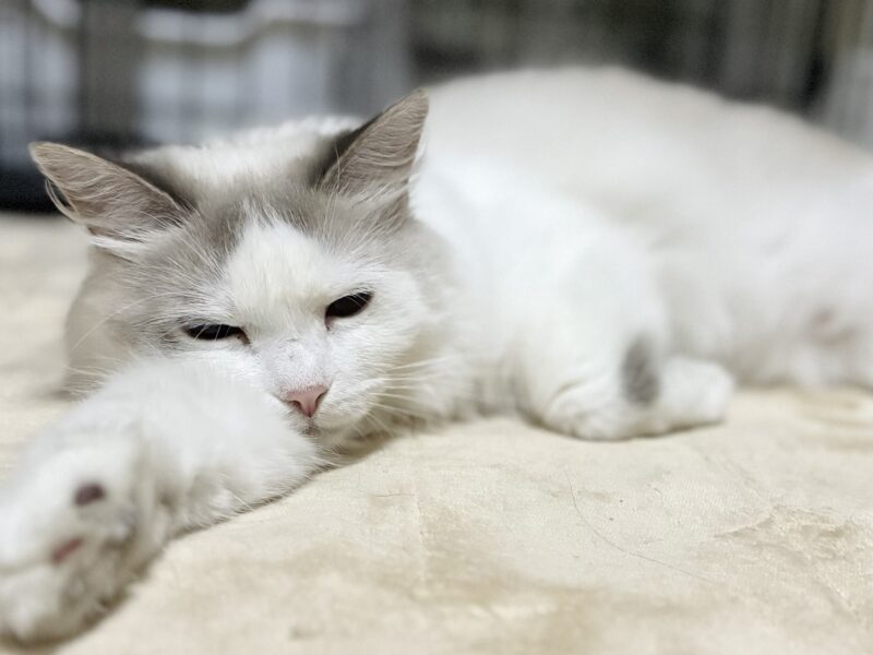 健康診断後にくつろぐサイベリアン