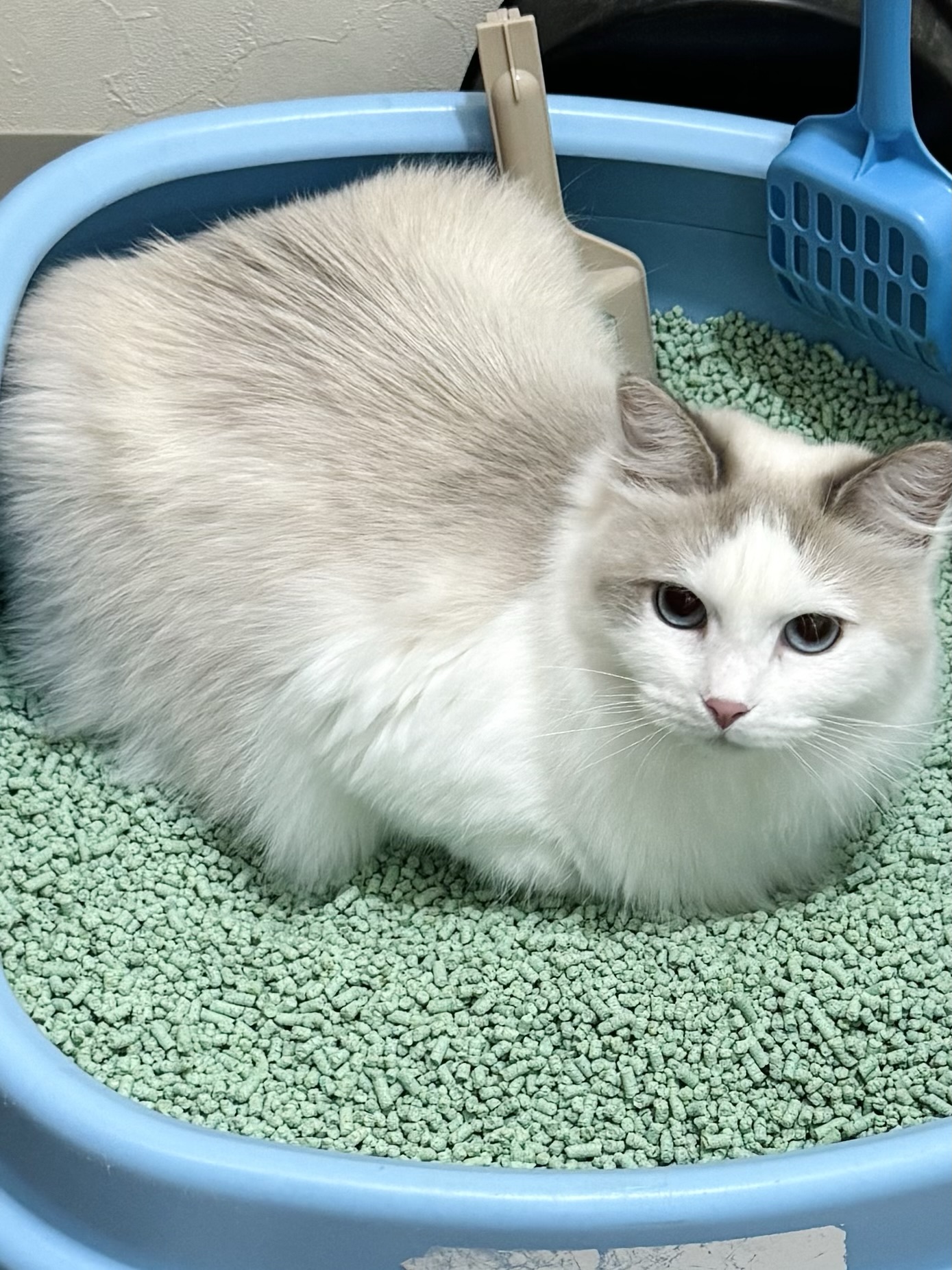 トイレで寛ぐ猫