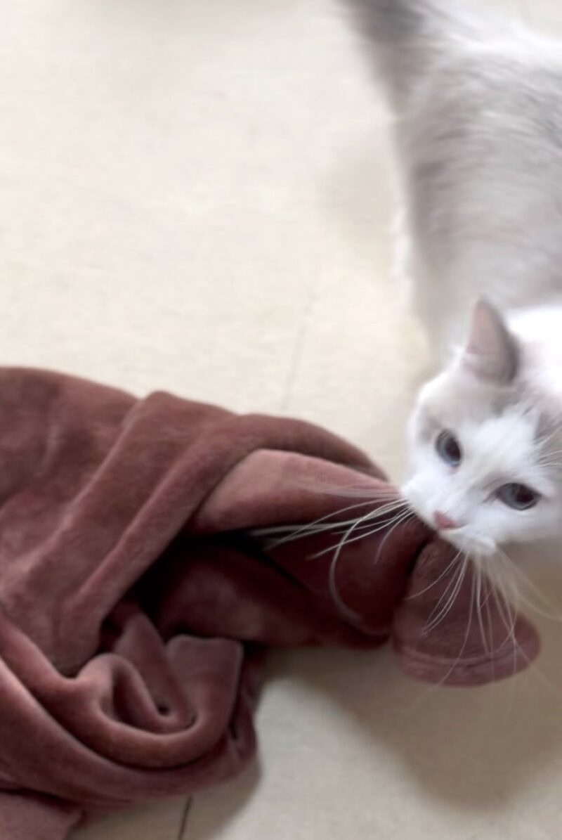毛布を咥える猫