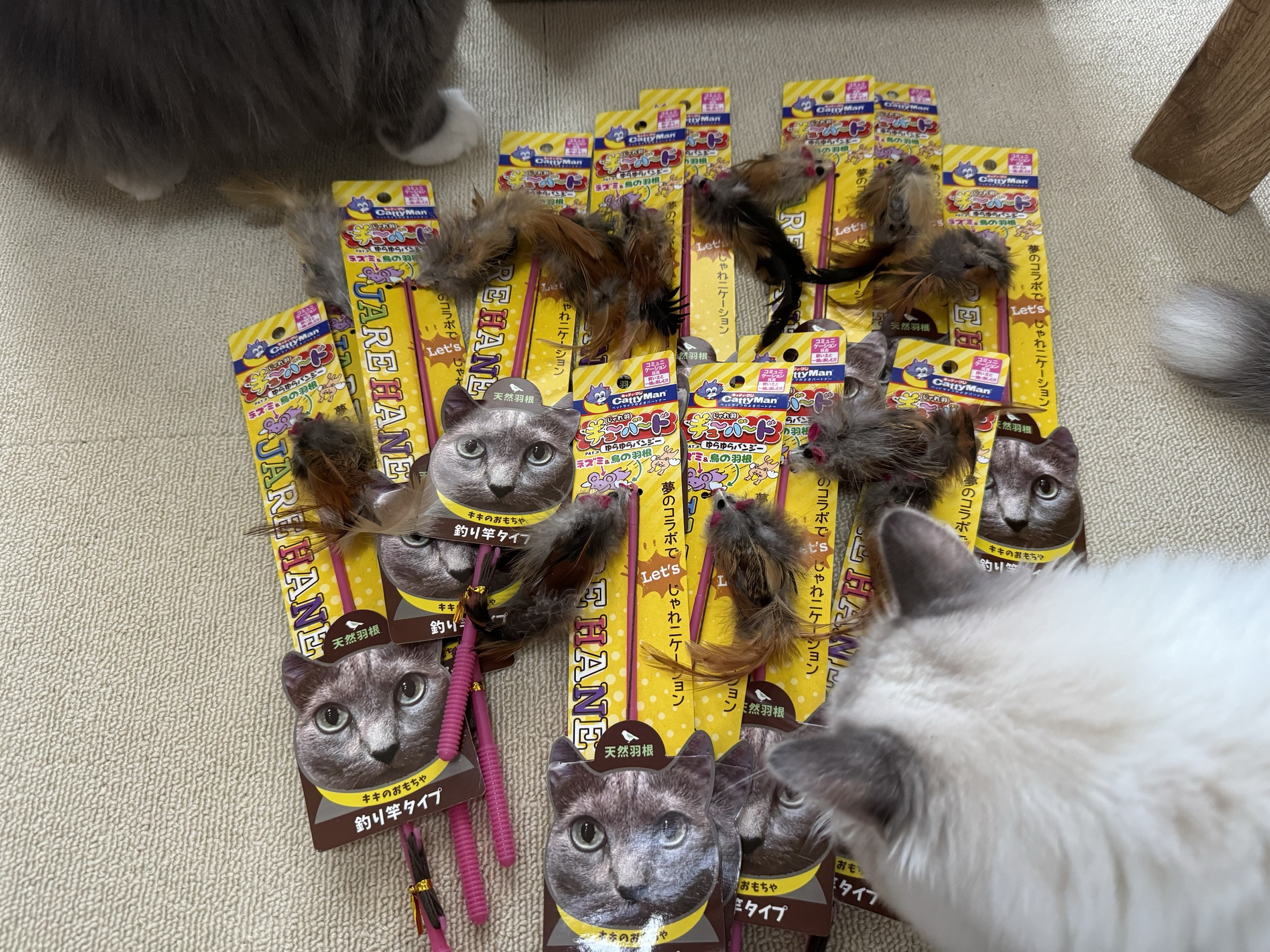 沢山の猫じゃらし