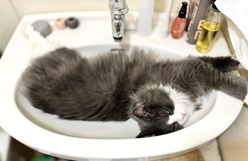 洗面台で寝る猫