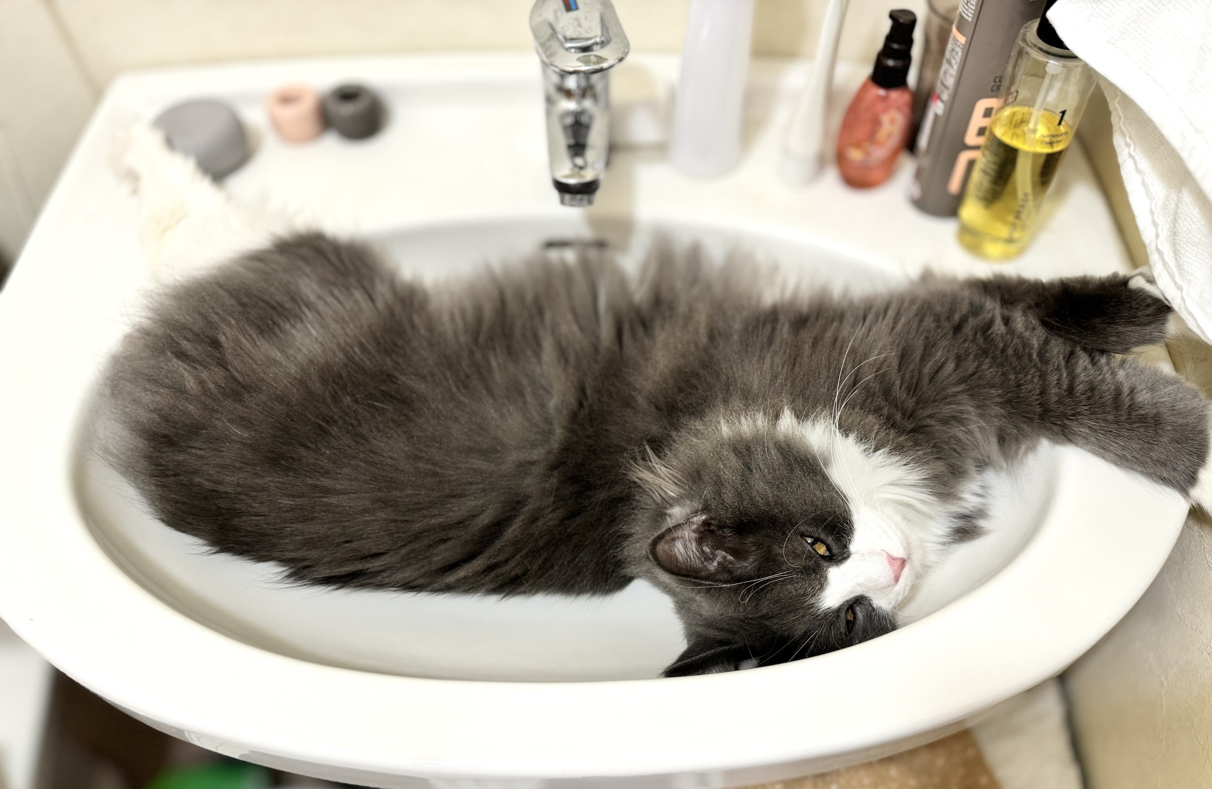 洗面台で寝る猫