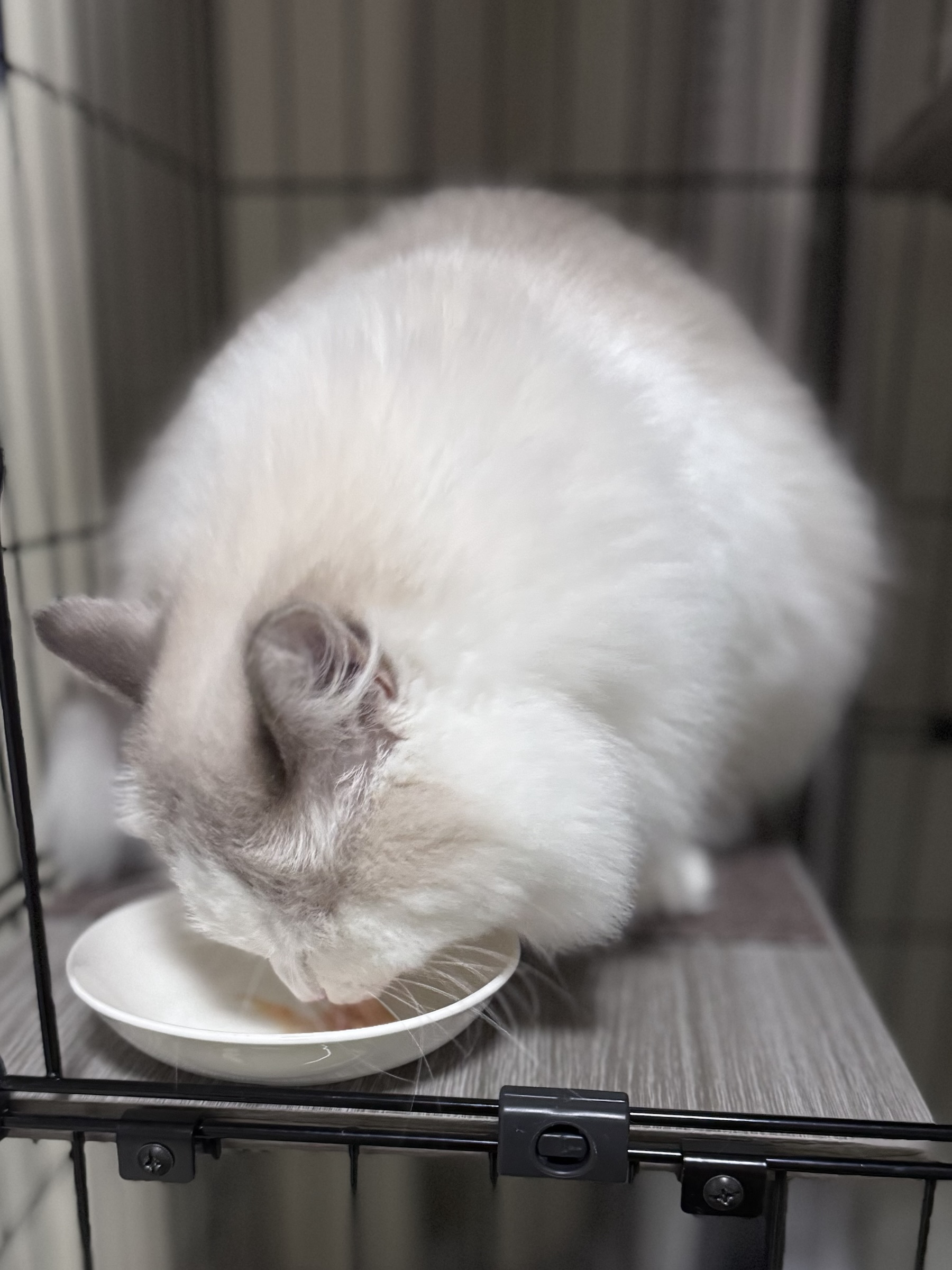 お皿のちゅーるを食べる猫