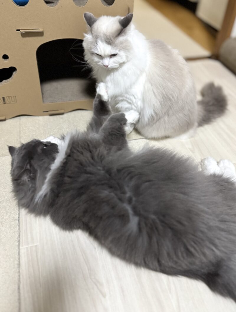 にゃんプロ始まる